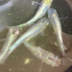 輝柳メダカ　成魚　10匹の画像