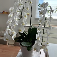 胡蝶蘭3本立の画像