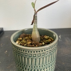 【受付終了】アデニウム　アラビカム　国内　実生　塊根植物　観葉植...