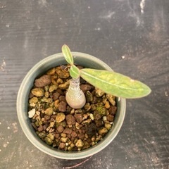 【受付終了】アデニウム　アラビカム　国内　実生　塊根植物　観葉植物　ビザールプランツ　グリーン　生活雑貨 家庭用品 ガーデニングの画像