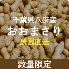 【希少】最高級千葉県八街産 本家おおまさり 生落花生 250g