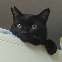 黒猫のラックくん🐈‍⬛　11/10(日)譲渡会参加予定