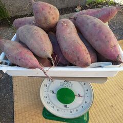 紅はるか 5kg さつまいも自然栽培