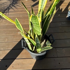 観葉植物　サンセベリア