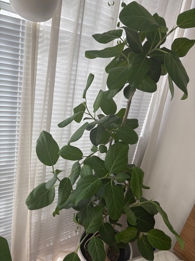 フィカス ベンガレンシス曲がり木 【恵比寿】