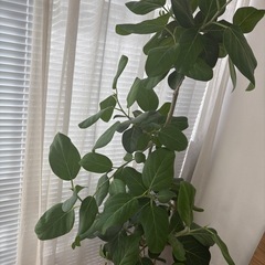 フィカス ベンガレンシス曲がり木 【恵比寿】