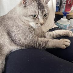 (急募) シャムトラちゃん メス - 猫