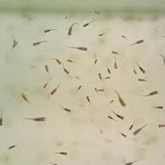 めだか10匹