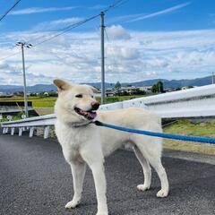 ボンド君まったりしてます４歳去勢済