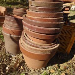 鉢の画像