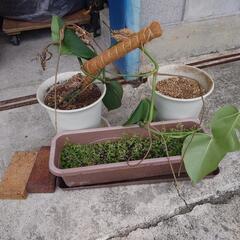 植木鉢　植物　3点
