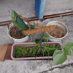植木鉢　植物　3点の画像