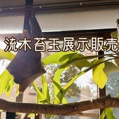 流木苔玉　展示販売会