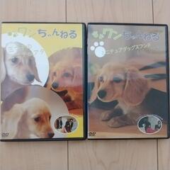 DVD 2枚ダックスフンド