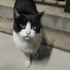 ぶち猫(野良猫)　引き取り手の募集になります