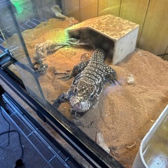 爬虫類　トカゲ　大型　2歳　里親募集