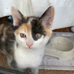 三毛猫の女の子の子猫です😺里親さん募集中