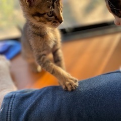 キジトラ？の男の子の子猫です。里親さん募集中