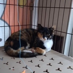 急募！！可愛い三毛子猫　5.6ヶ月