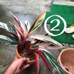 観葉植物　各¥500の画像