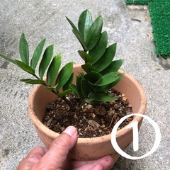 観葉植物　各¥500