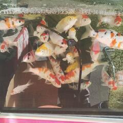 錦鯉の会   【 松鯉倶楽部(まつりくらぶ)⠀】 - メンバー募集