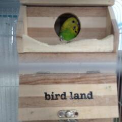 セイセイインコ２羽オスとメスのペア