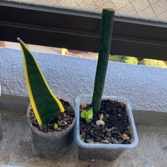 観葉植物　サンセベリア　　虎の尾　　