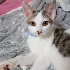 💙やんちゃBOYのあきらくん正式譲渡決定💙 - 熊本市