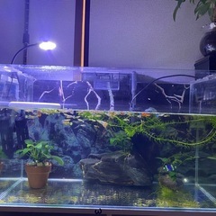 水槽60cm