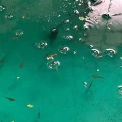 めだか‼️