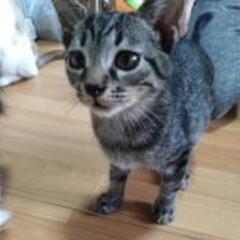 とっても人懐っこい子猫　エイズキャリア　
