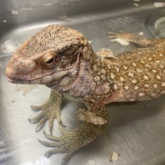 サバンナモニター