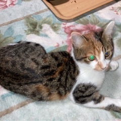 美ニャン3兄妹【決まりました】