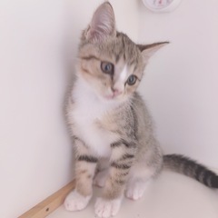 決定しました。 - 国分寺市