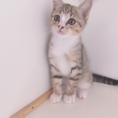 決定しました。 - 里親募集