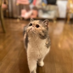 ⭐️穏やかな性格のエキゾキックショートヘア女の子⭐️ 里親さん募...