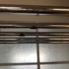 お譲り先決まりましたの画像