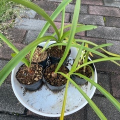 【手渡し】アマリリス オレンジクイーン 球根 1ポット 一重咲き...