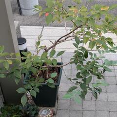 【植物・果樹】ブルーベリー鉢植え