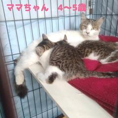 親子猫🍀4歳(ママ)2ヶ月(子猫)
