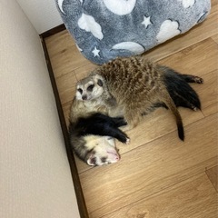 ミーアキャットと暮らしませんか？