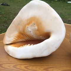 ホラガイのみです。の画像