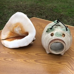 ホラガイのみです。の画像
