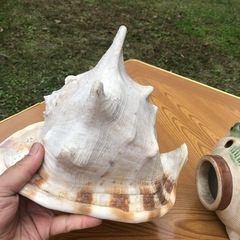 ホラガイと蚊取り線香入れのセット