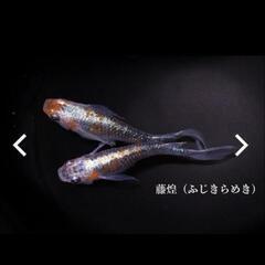 メダカ仲間募集  メダカ活しましょう - メンバー募集