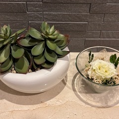 ホワイトローズプリザーブドフラワーと多肉植物観葉植物セット
の画像
