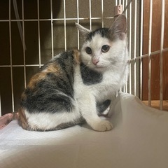 三毛猫🐱
