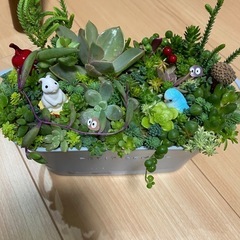取り引き中)多肉植物　寄せ植え　プランター