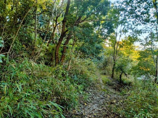 瀬戸市王子沢町山が近い家庭菜園養蜂ソロキャンプ栗の木有 (S